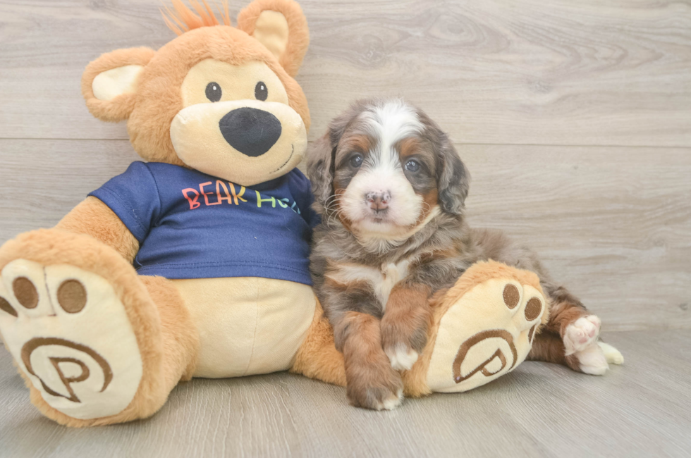 5 week old Mini Bernedoodle Puppy For Sale - Simply Southern Pups