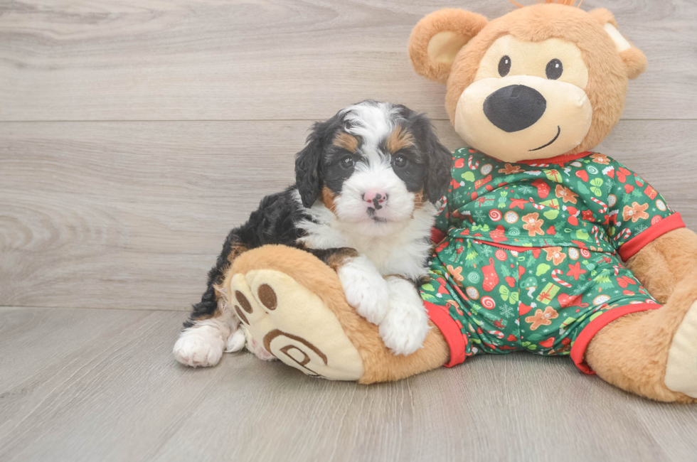 5 week old Mini Bernedoodle Puppy For Sale - Simply Southern Pups