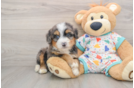Mini Bernedoodle Puppy for Adoption