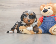 5 week old Mini Bernedoodle Puppy For Sale - Simply Southern Pups