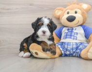 6 week old Mini Bernedoodle Puppy For Sale - Simply Southern Pups