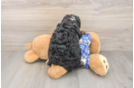 Adorable Mini Bernepoo Poodle Mix Puppy