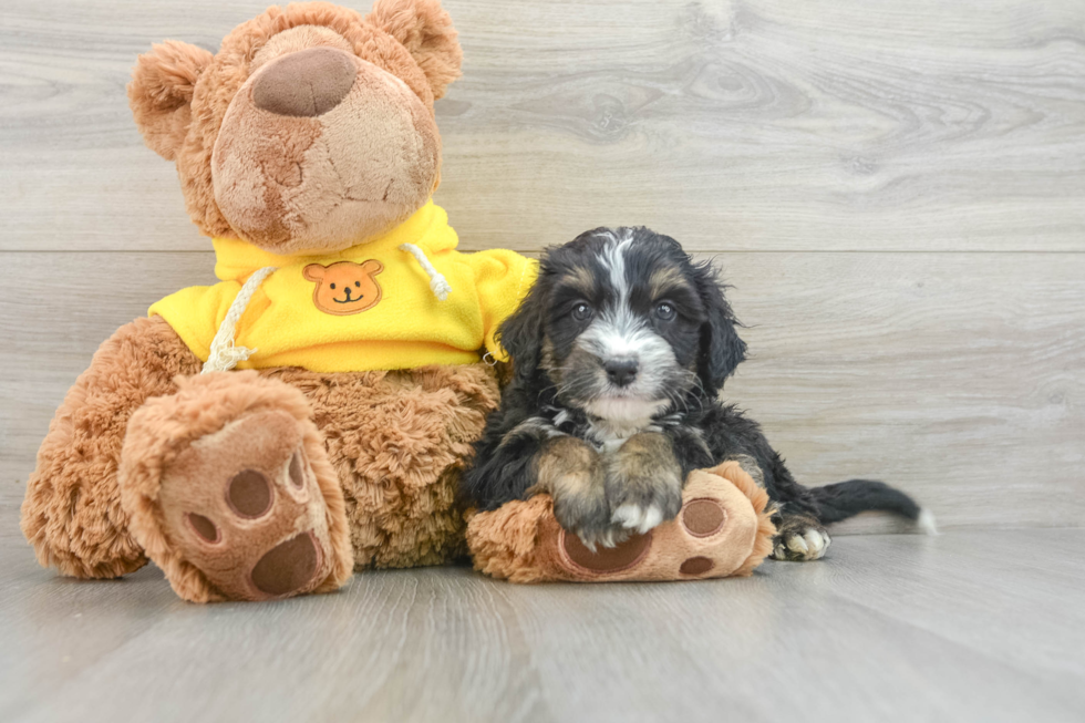 Sweet Mini Bernedoodle Baby