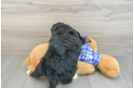 Petite Mini Bernedoodle Poodle Mix Pup