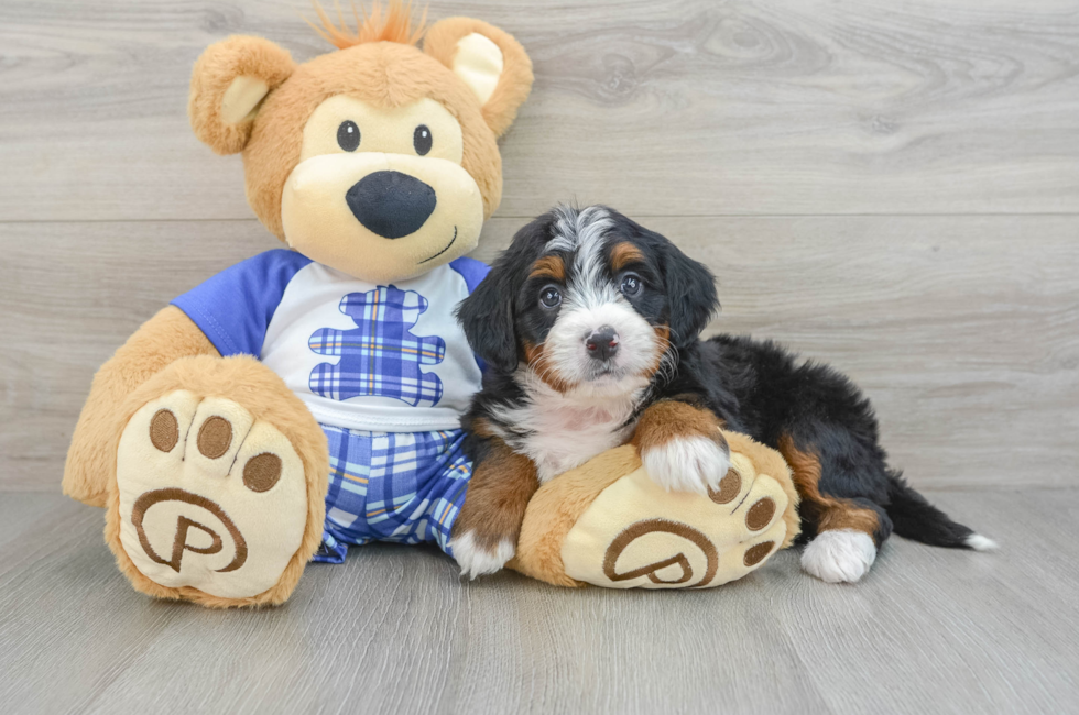 6 week old Mini Bernedoodle Puppy For Sale - Simply Southern Pups