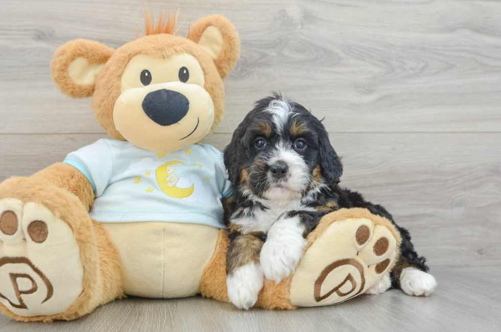 5 week old Mini Bernedoodle Puppy For Sale - Simply Southern Pups