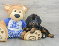 8 week old Mini Bernedoodle Puppy For Sale - Simply Southern Pups