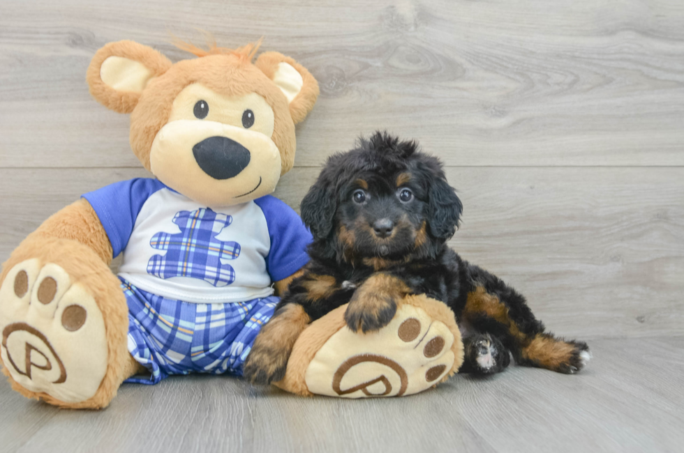 6 week old Mini Bernedoodle Puppy For Sale - Simply Southern Pups