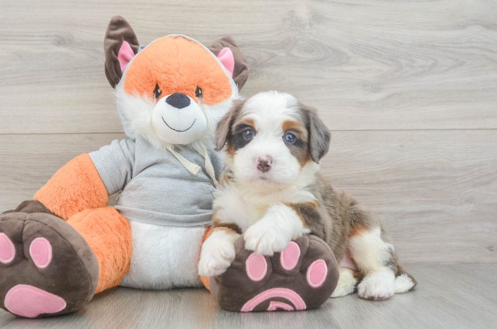 5 week old Mini Bernedoodle Puppy For Sale - Simply Southern Pups