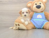 6 week old Mini Bernedoodle Puppy For Sale - Simply Southern Pups