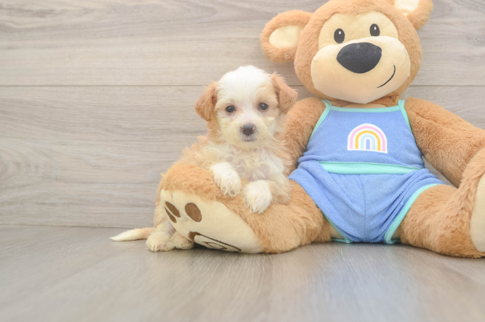 6 week old Mini Bernedoodle Puppy For Sale - Simply Southern Pups