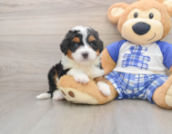 6 week old Mini Bernedoodle Puppy For Sale - Simply Southern Pups