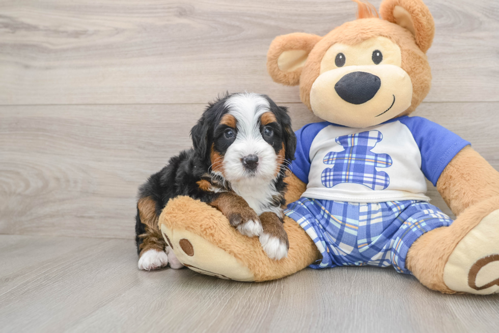 Energetic Mini Berniedoodle Poodle Mix Puppy