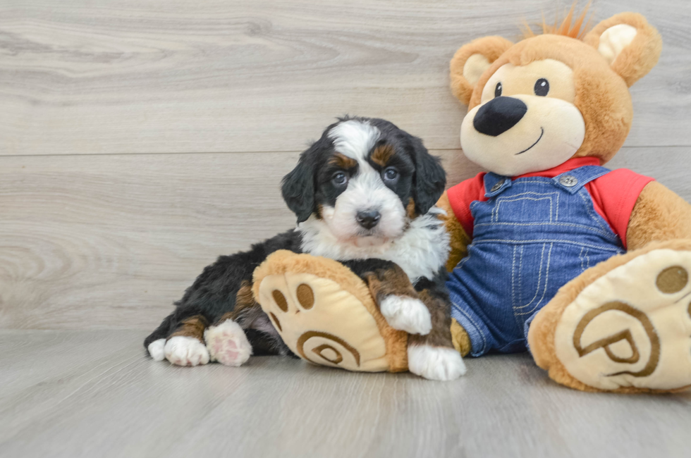 5 week old Mini Bernedoodle Puppy For Sale - Simply Southern Pups