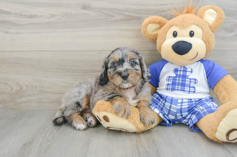 6 week old Mini Bernedoodle Puppy For Sale - Simply Southern Pups