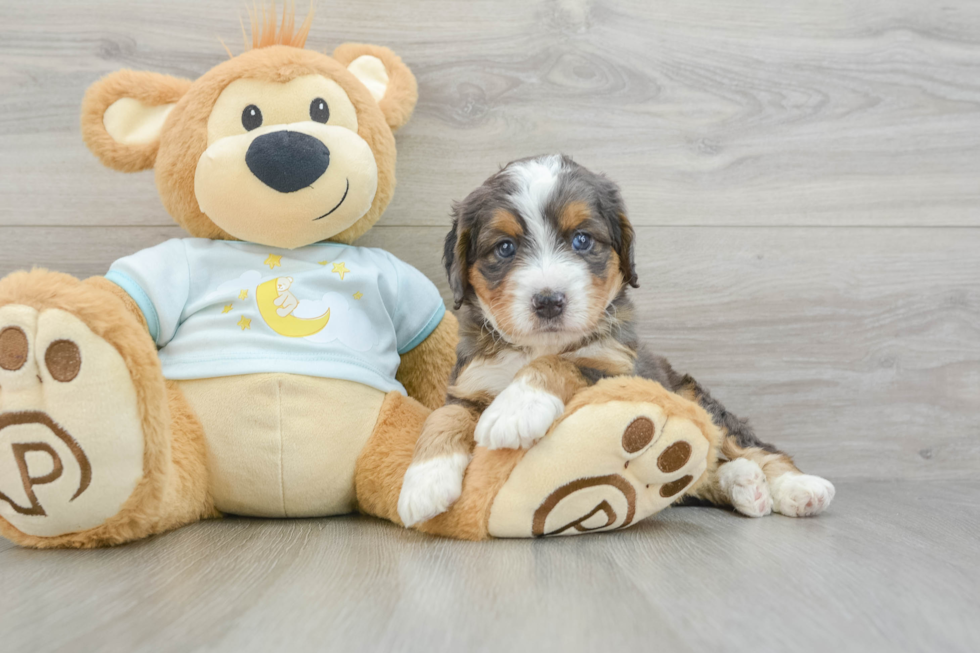 Mini Bernedoodle Pup Being Cute