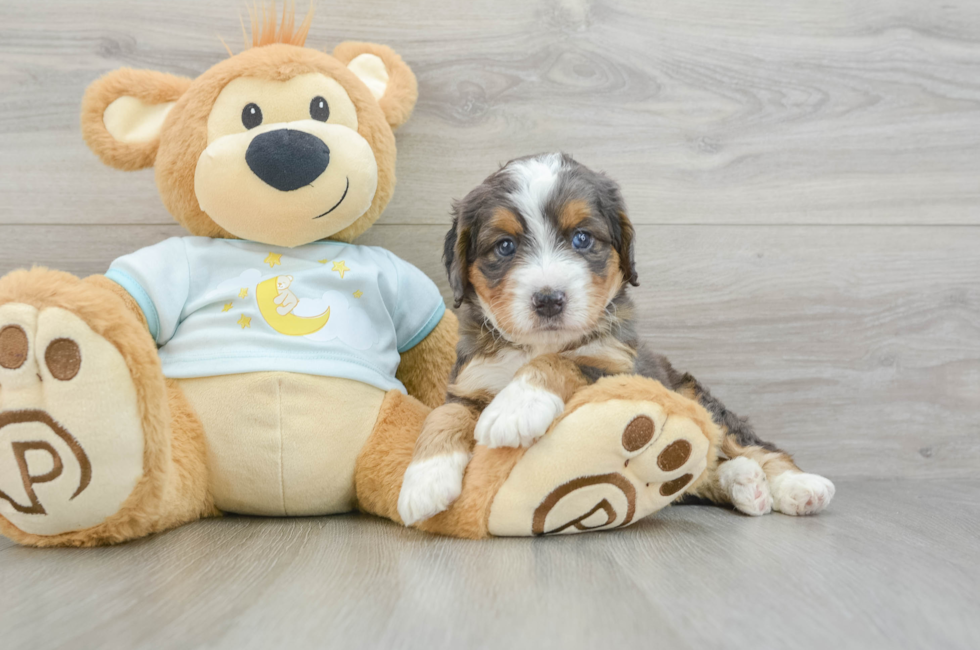 5 week old Mini Bernedoodle Puppy For Sale - Simply Southern Pups