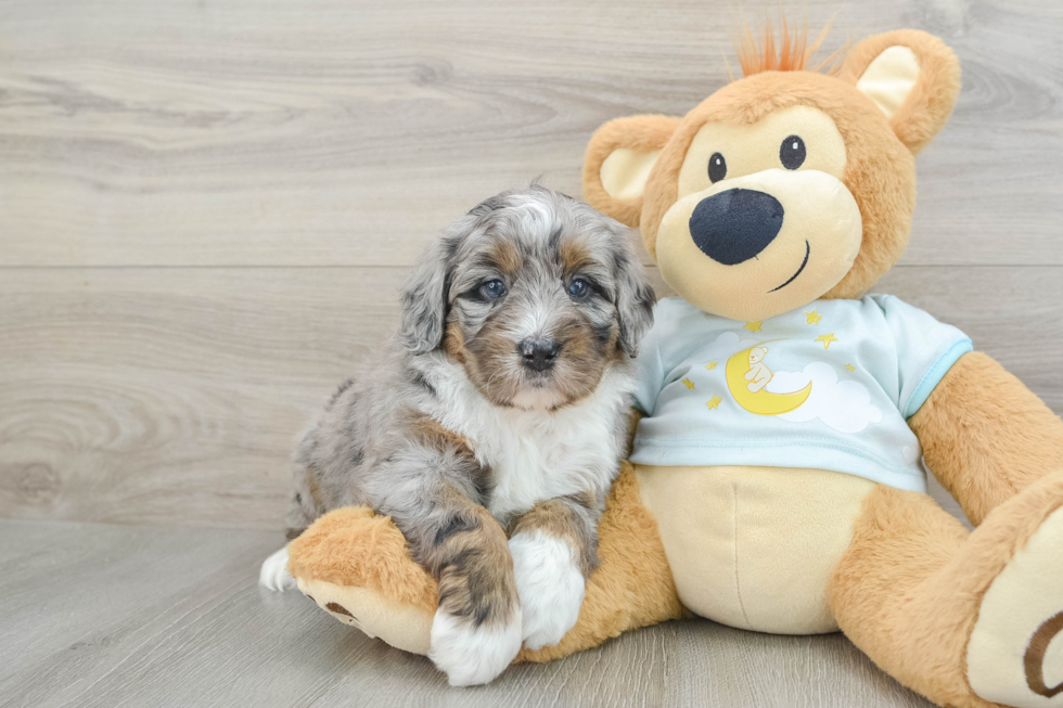 Funny Mini Bernedoodle Poodle Mix Pup