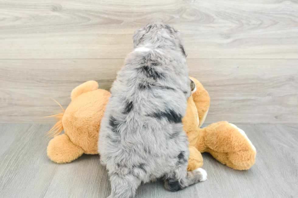 Best Mini Bernedoodle Baby