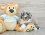 7 week old Mini Bernedoodle Puppy For Sale - Simply Southern Pups