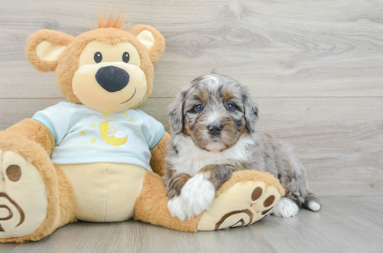 Friendly Mini Bernedoodle Baby