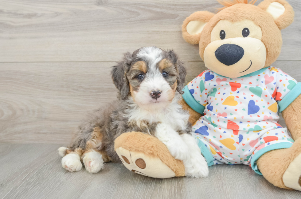 7 week old Mini Bernedoodle Puppy For Sale - Simply Southern Pups