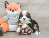 7 week old Mini Bernedoodle Puppy For Sale - Simply Southern Pups