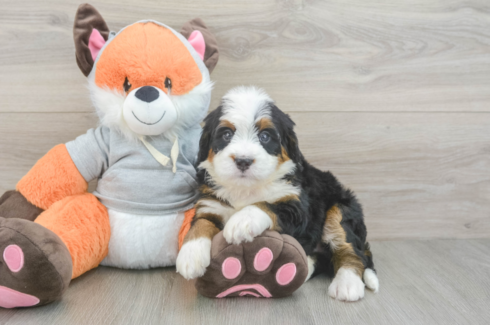 5 week old Mini Bernedoodle Puppy For Sale - Simply Southern Pups
