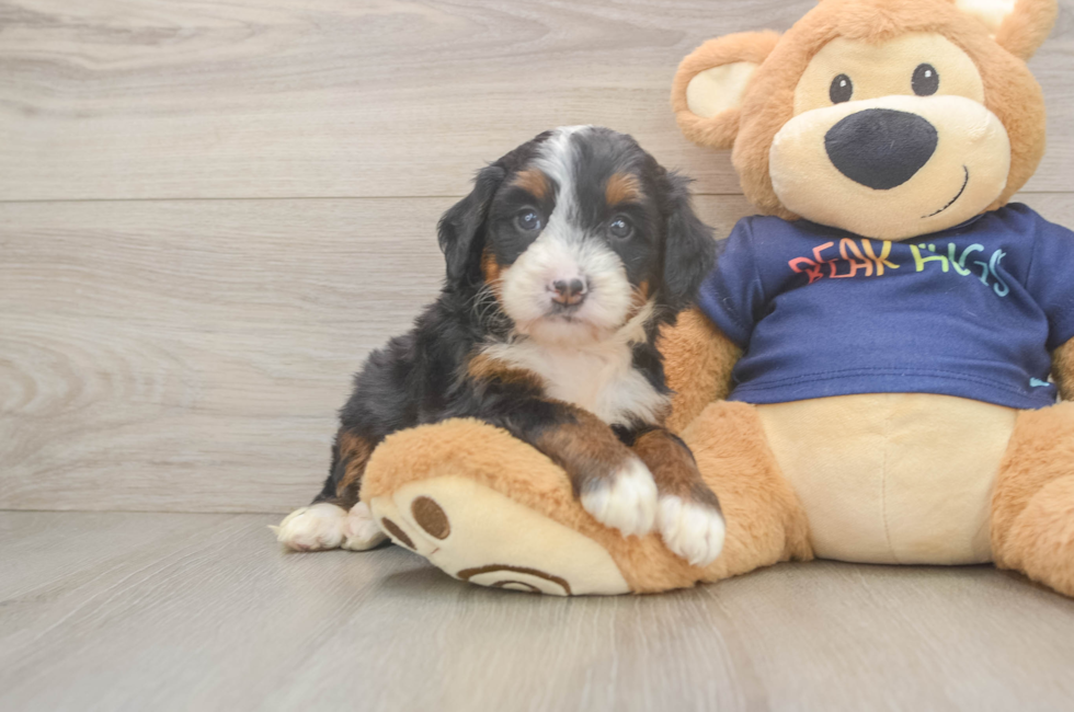 5 week old Mini Bernedoodle Puppy For Sale - Simply Southern Pups