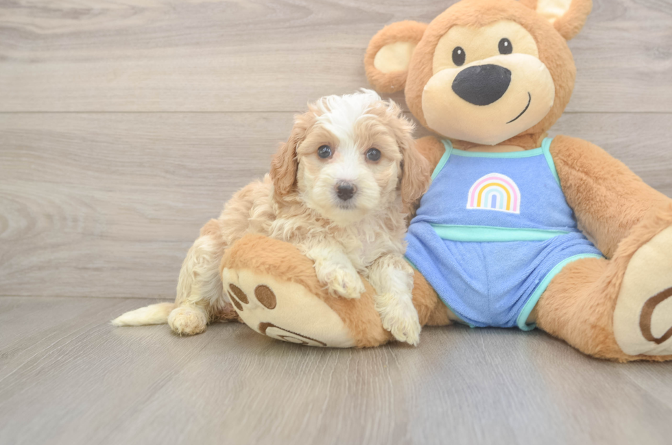 6 week old Mini Bernedoodle Puppy For Sale - Simply Southern Pups