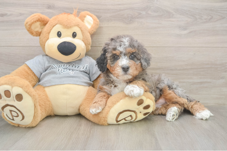 Mini Bernedoodle Puppy for Adoption