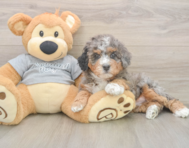 7 week old Mini Bernedoodle Puppy For Sale - Simply Southern Pups