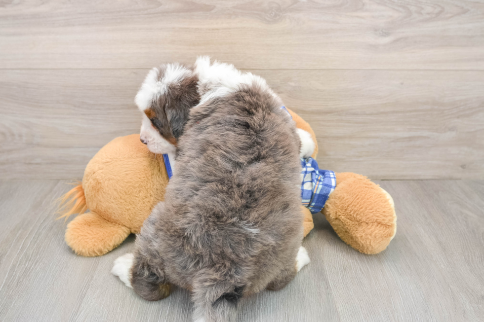 Mini Bernedoodle Puppy for Adoption