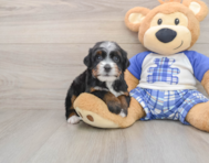 6 week old Mini Bernedoodle Puppy For Sale - Simply Southern Pups