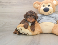 7 week old Mini Bernedoodle Puppy For Sale - Simply Southern Pups