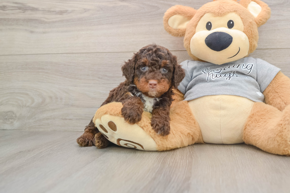 Mini Bernedoodle Pup Being Cute