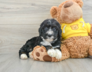 7 week old Mini Bernedoodle Puppy For Sale - Simply Southern Pups