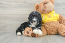 Best Mini Bernedoodle Baby