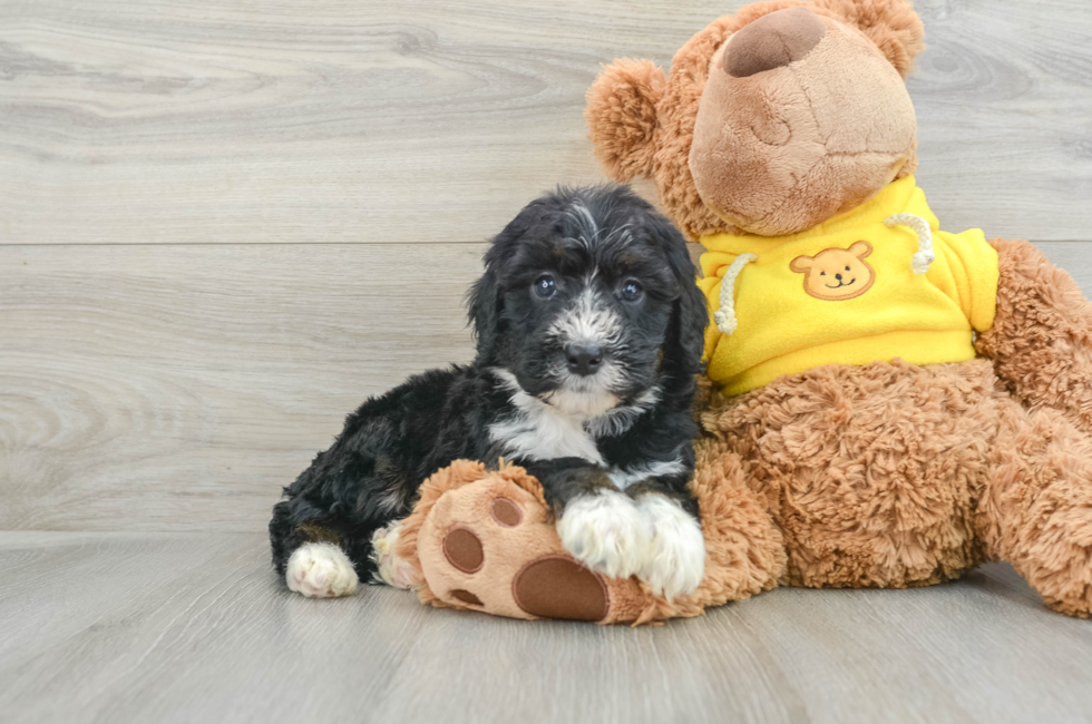 5 week old Mini Bernedoodle Puppy For Sale - Simply Southern Pups