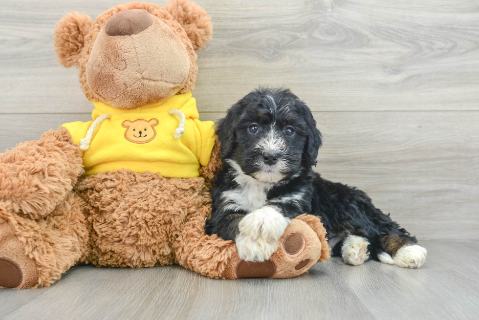 Mini Bernedoodle Pup Being Cute