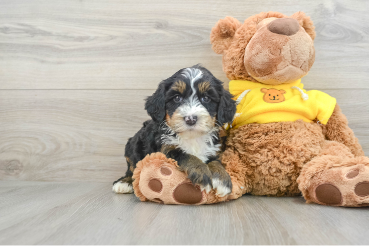 Mini Bernedoodle Puppy for Adoption