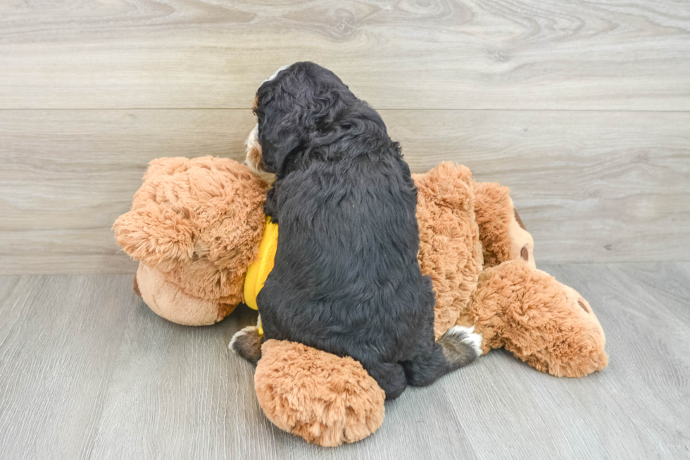 Fluffy Mini Bernedoodle Poodle Mix Pup