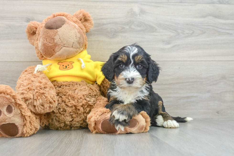 Mini Bernedoodle Puppy for Adoption