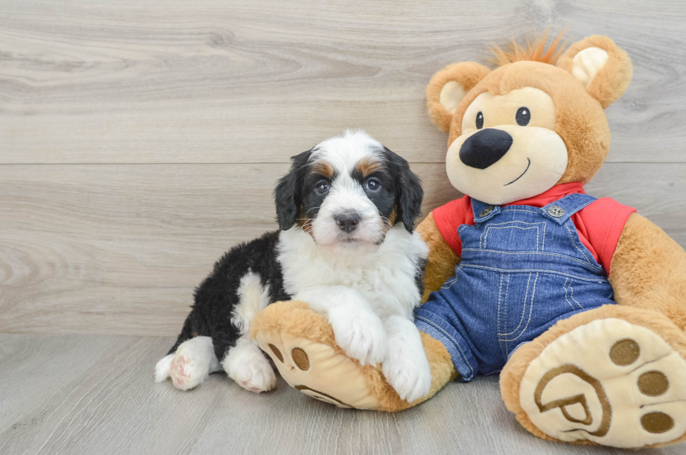 5 week old Mini Bernedoodle Puppy For Sale - Simply Southern Pups