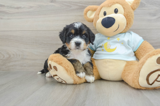 Best Mini Bernedoodle Baby