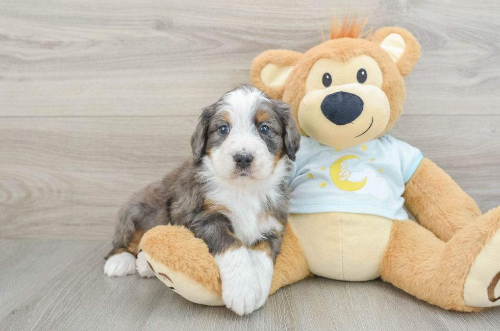 5 week old Mini Bernedoodle Puppy For Sale - Simply Southern Pups