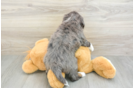 Mini Bernedoodle Pup Being Cute