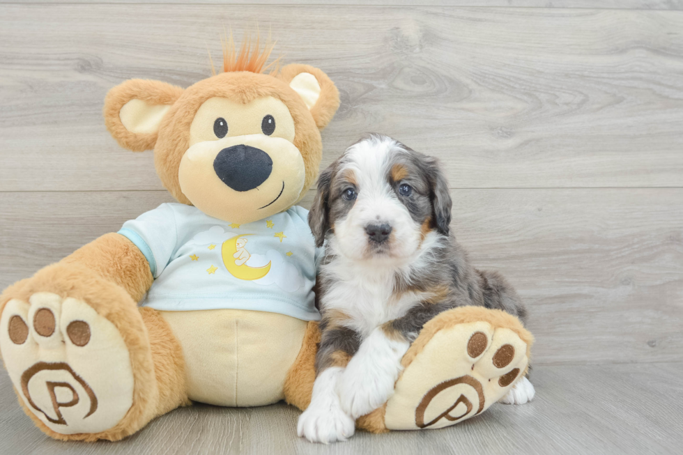 Best Mini Bernedoodle Baby