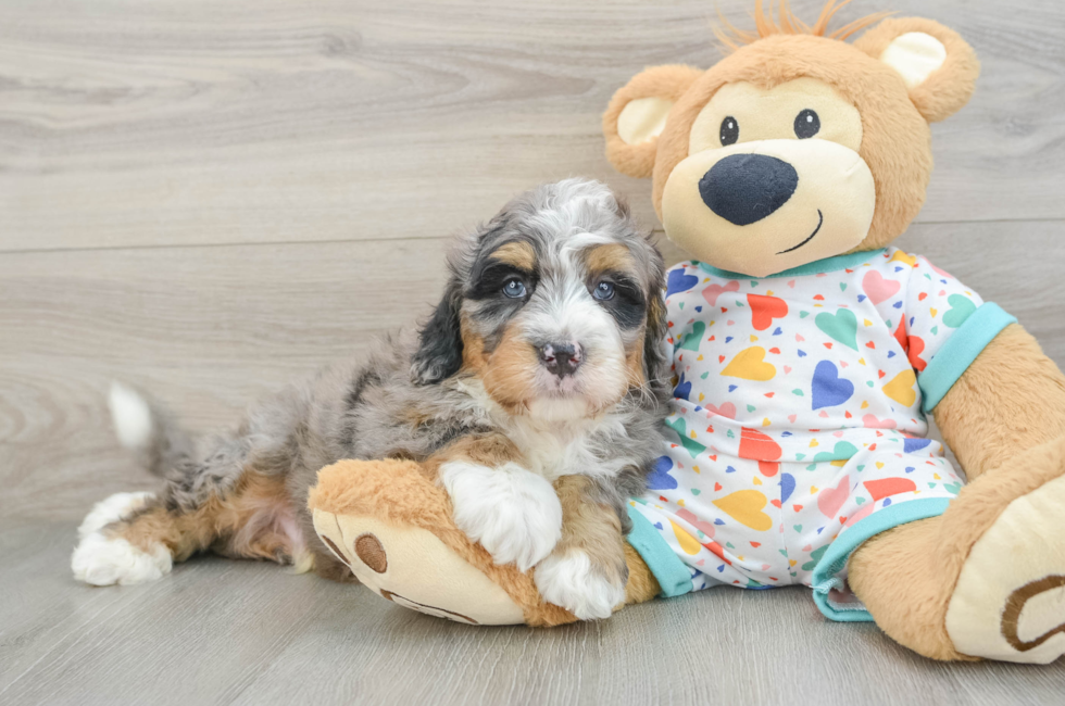 7 week old Mini Bernedoodle Puppy For Sale - Simply Southern Pups
