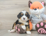 7 week old Mini Bernedoodle Puppy For Sale - Simply Southern Pups